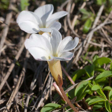 Oxalis minuta Thunb.的圖片