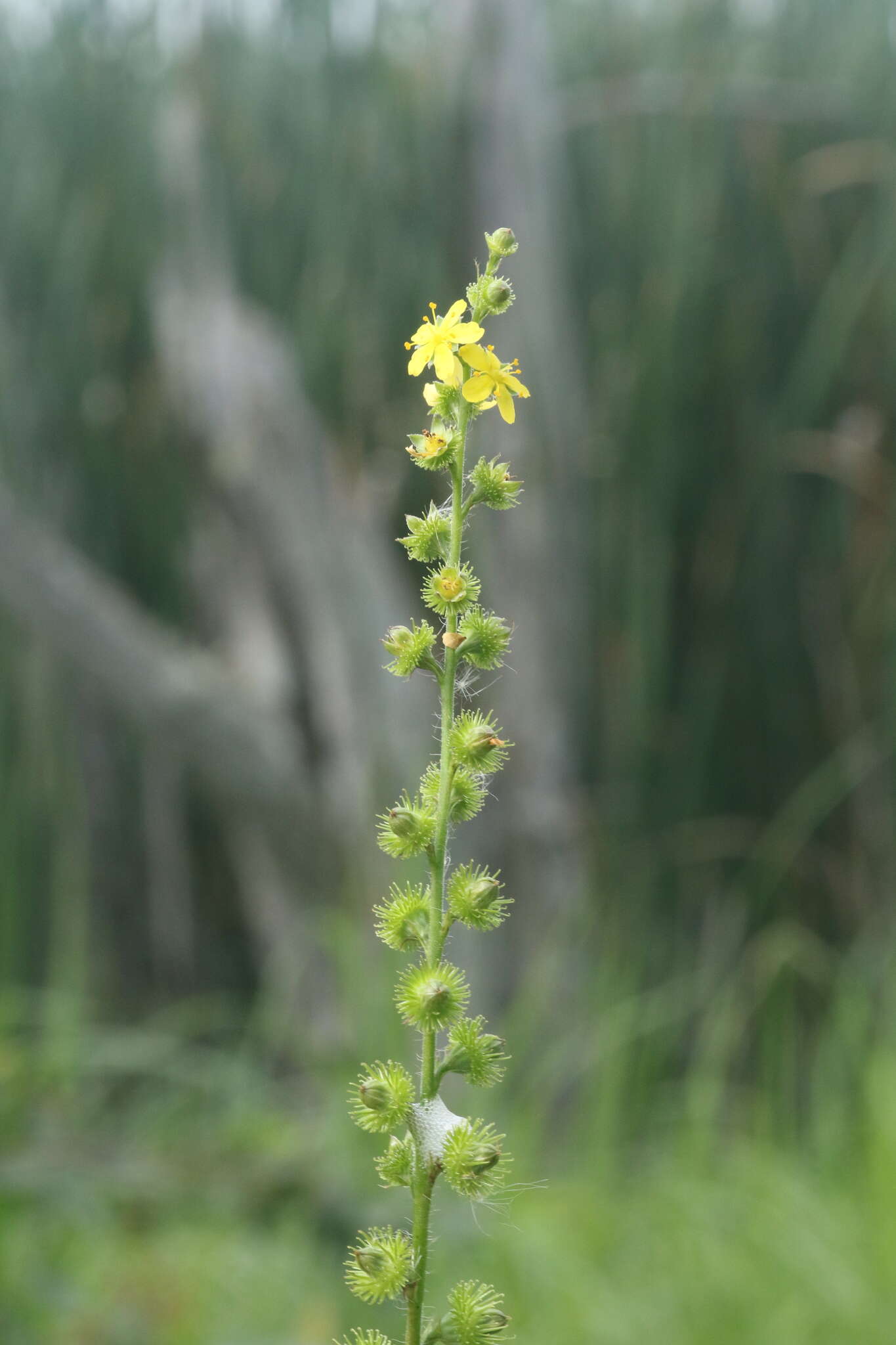 Image of tall hairy agrimony