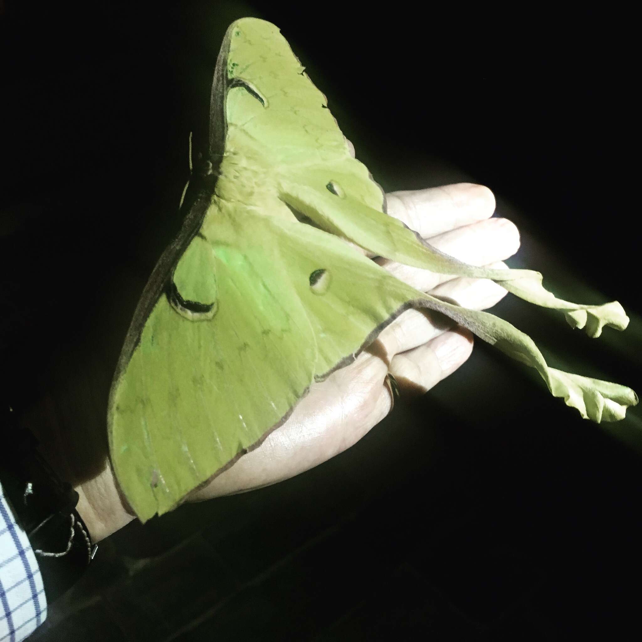 Image of Malaysian moon moth