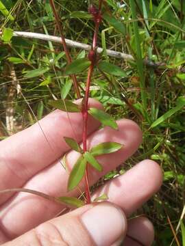 Image of buttonweed