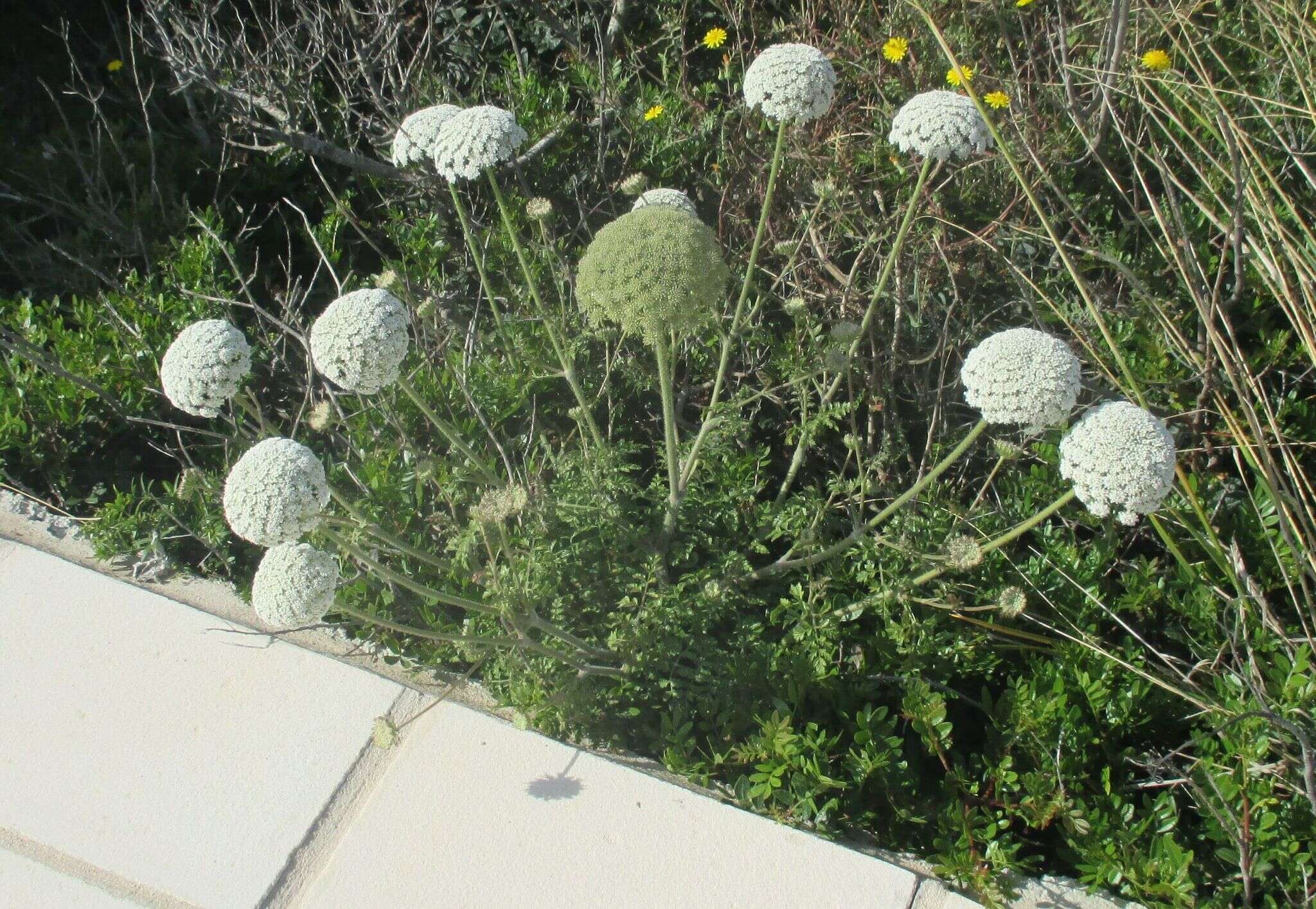 Imagem de Daucus carota subsp. hispanicus (Gouan) Thell.