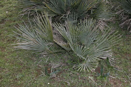 Image of Chamaerops humilis var. argentea (anon.) André