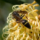 Слика од Australozethus tasmaniensis Giordani Soika 1969