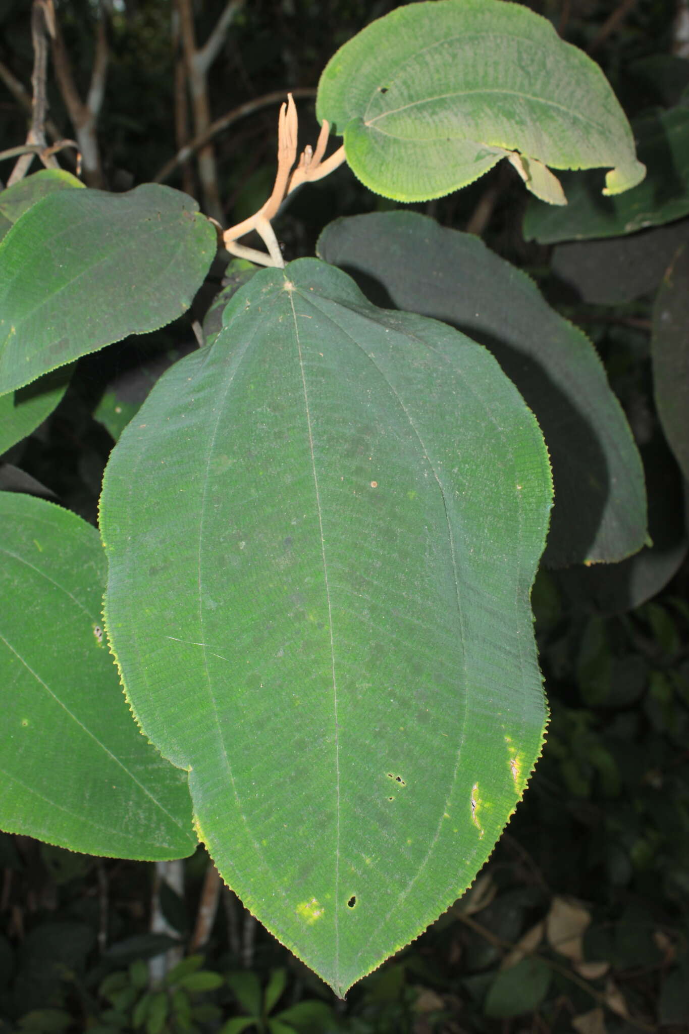 Image of Miconia bubalina (D. Don) Naud.