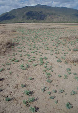 Image of Tecticornia australasica (Moq.) Paul G. Wilson