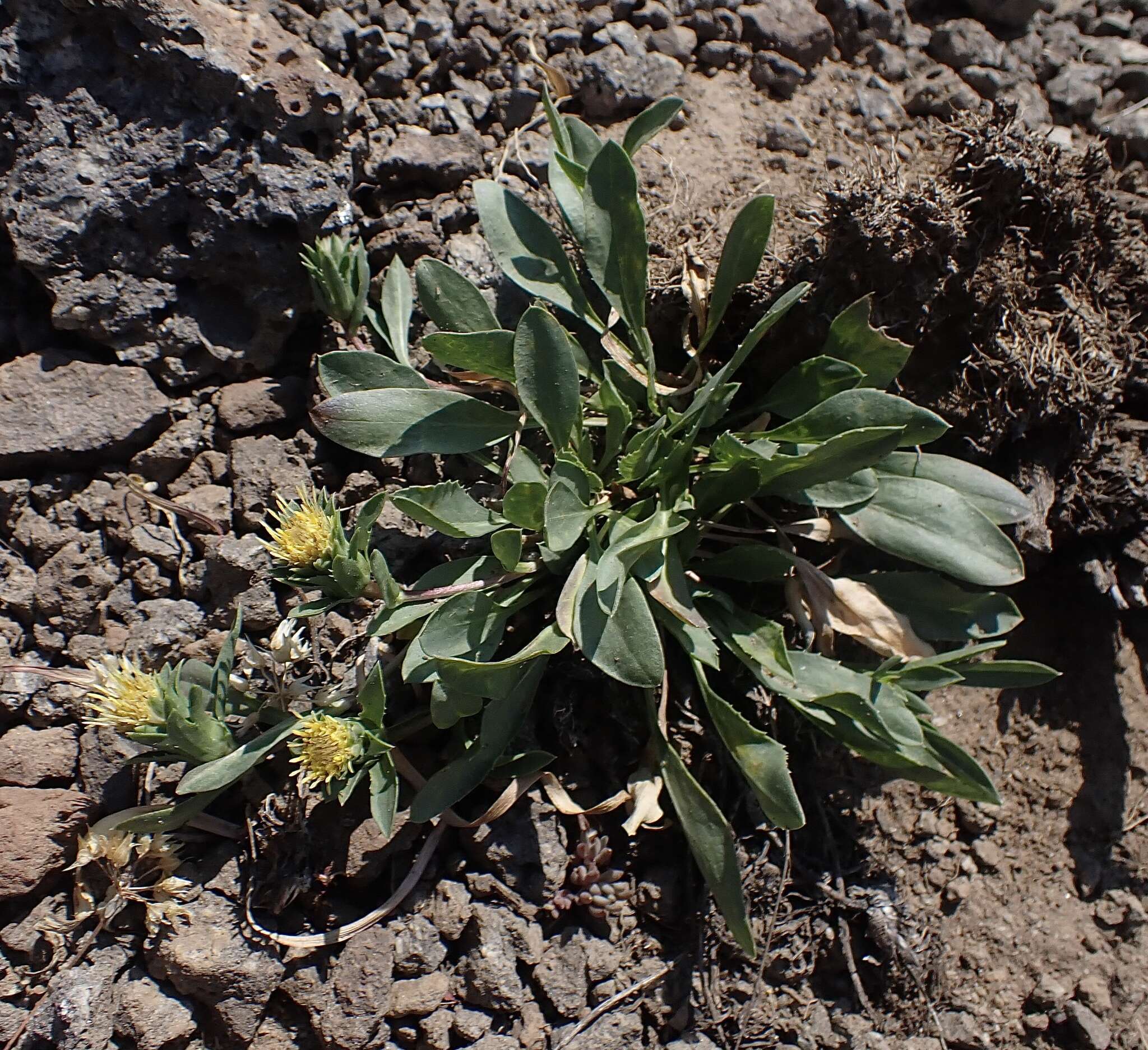 Imagem de Pyrrocoma carthamoides var. cusickii (A. Gray) J. T. Kartesz & K. N. Gandhi