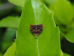 Image of Choreutis sexfasciella Sauber 1902