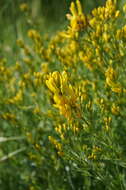 Imagem de Genista tinctoria L.