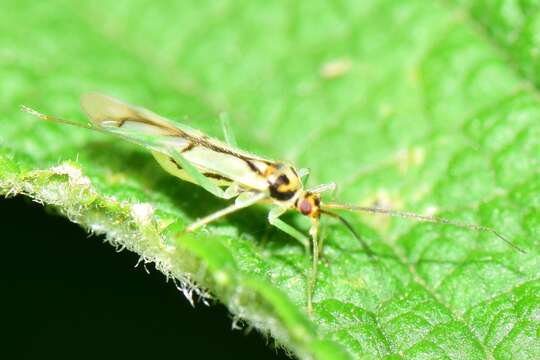 Image of Paraproba fasciolata Reuter 1908