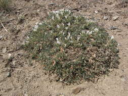 Image of Astragalus brevifolius Ledeb.