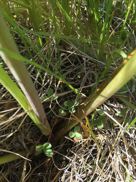 Image of Swamp Whiteheads