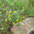 Image of Euphorbia striata Thunb.