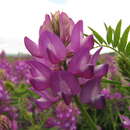 Astragalus stevenianus DC.的圖片