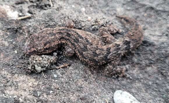 Image de Hemidactylus brasilianus (Amaral 1935)