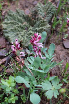 Image de Corydalis ledebouriana Kar. & Kir.