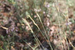 Image of Volga fescue