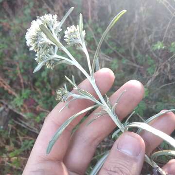 Plancia ëd Chionolaena salicifolia (Bertol.) G. L. Nesom