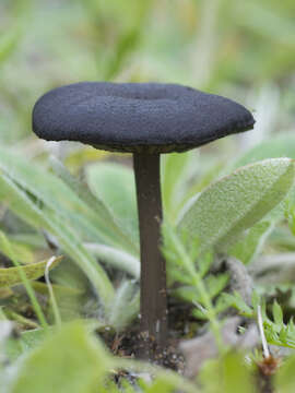 Image of Entoloma serrulatum (Fr.) Hesler 1967