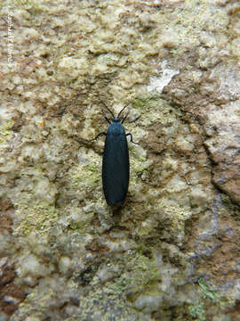 Image de Gardinia anopla Hering 1925