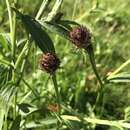 Image of Centaurea jacea subsp. jacea