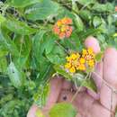 Plancia ëd Lantana bahamensis Britton