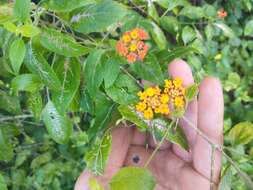 Plancia ëd Lantana bahamensis Britton