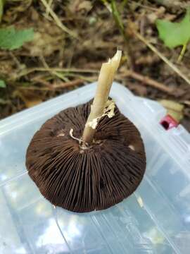 Image of Agaricus bellanniae Guinb., Kerrigan & M. Kuo 2016