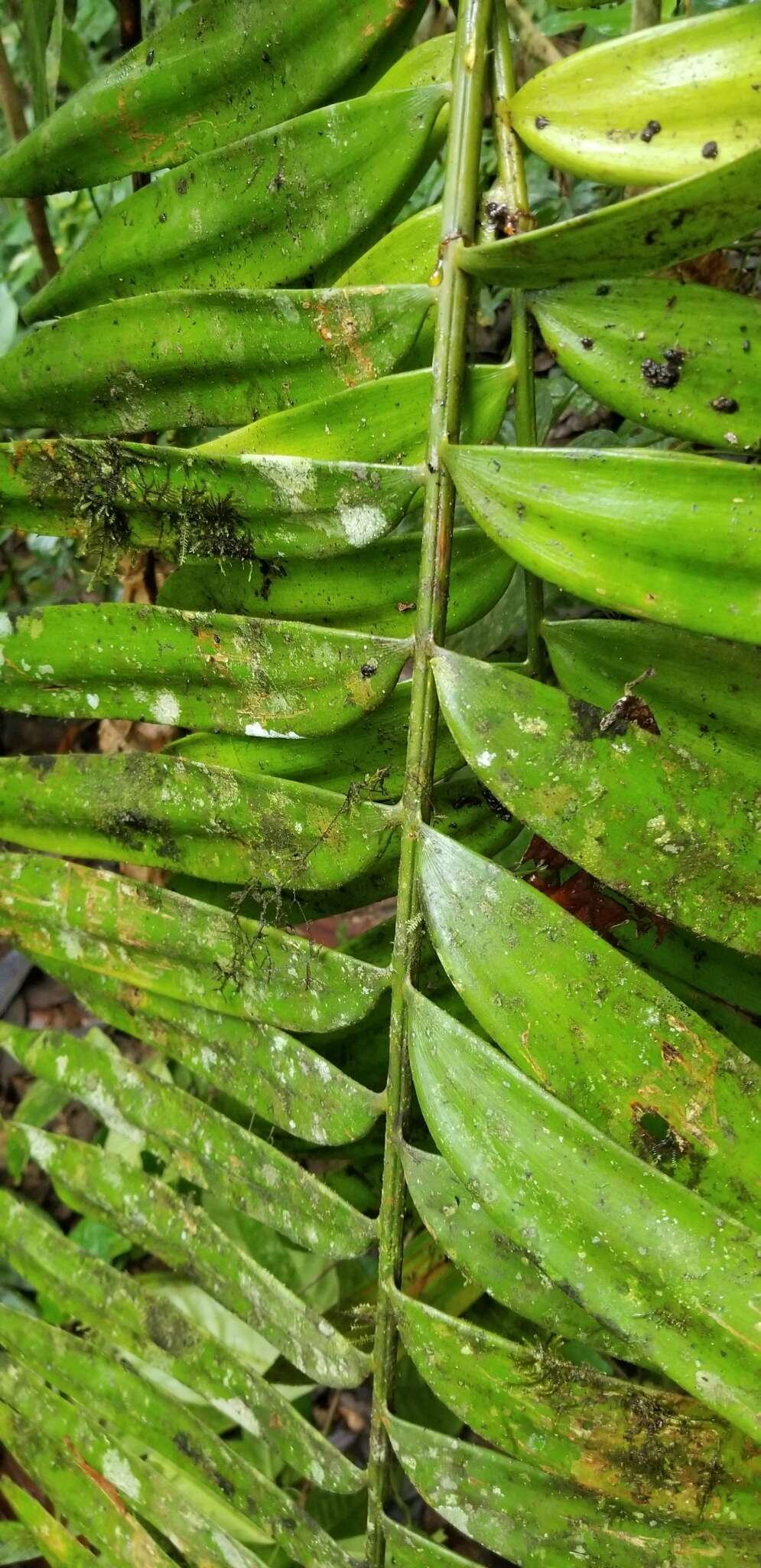 Image of Zamia lindenii Regel ex André