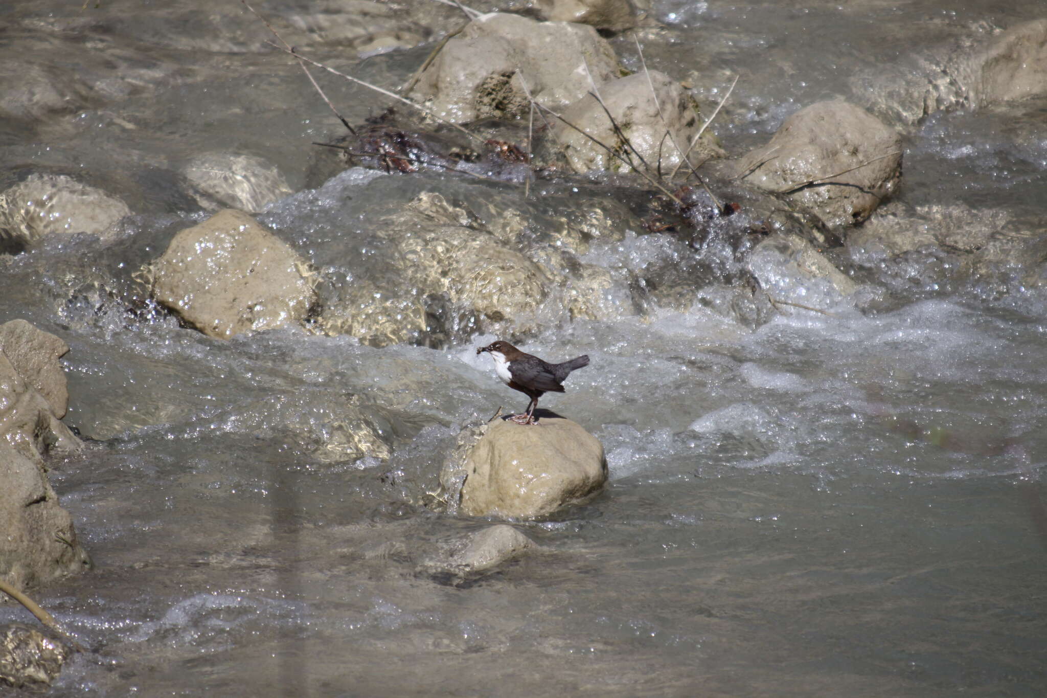 Image of Dipper