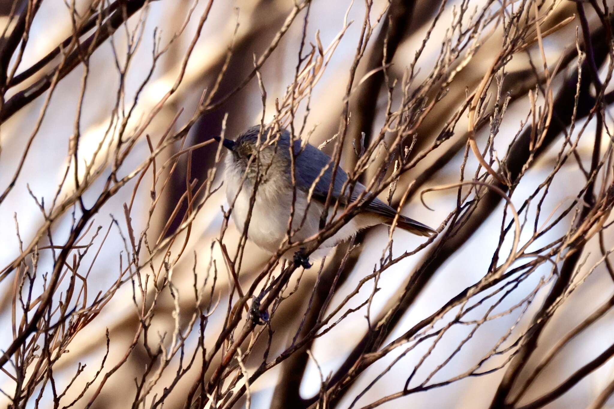 Image of Slaty-backed Thornbill