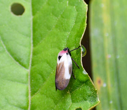 Image of Sphenorhina quadrifera (Jacobi 1908)