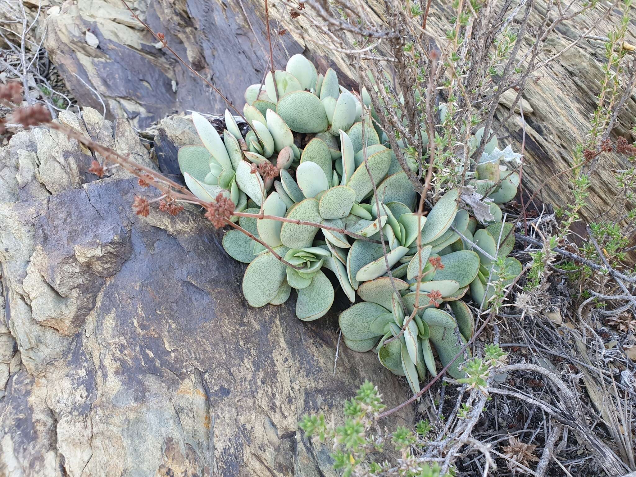 Image of Crassula nudicaulis var. platyphylla (Harv.) Tölken