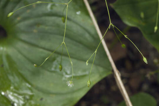 Image of Stellaria fenzlii Regel