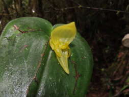 Imagem de Pleurothallis siphoglossa Luer & R. Escobar