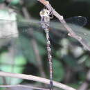 Image of Gynacantha subinterrupta Rambur 1842