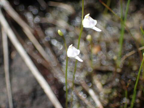 Image of Utricularia arenaria A. DC.