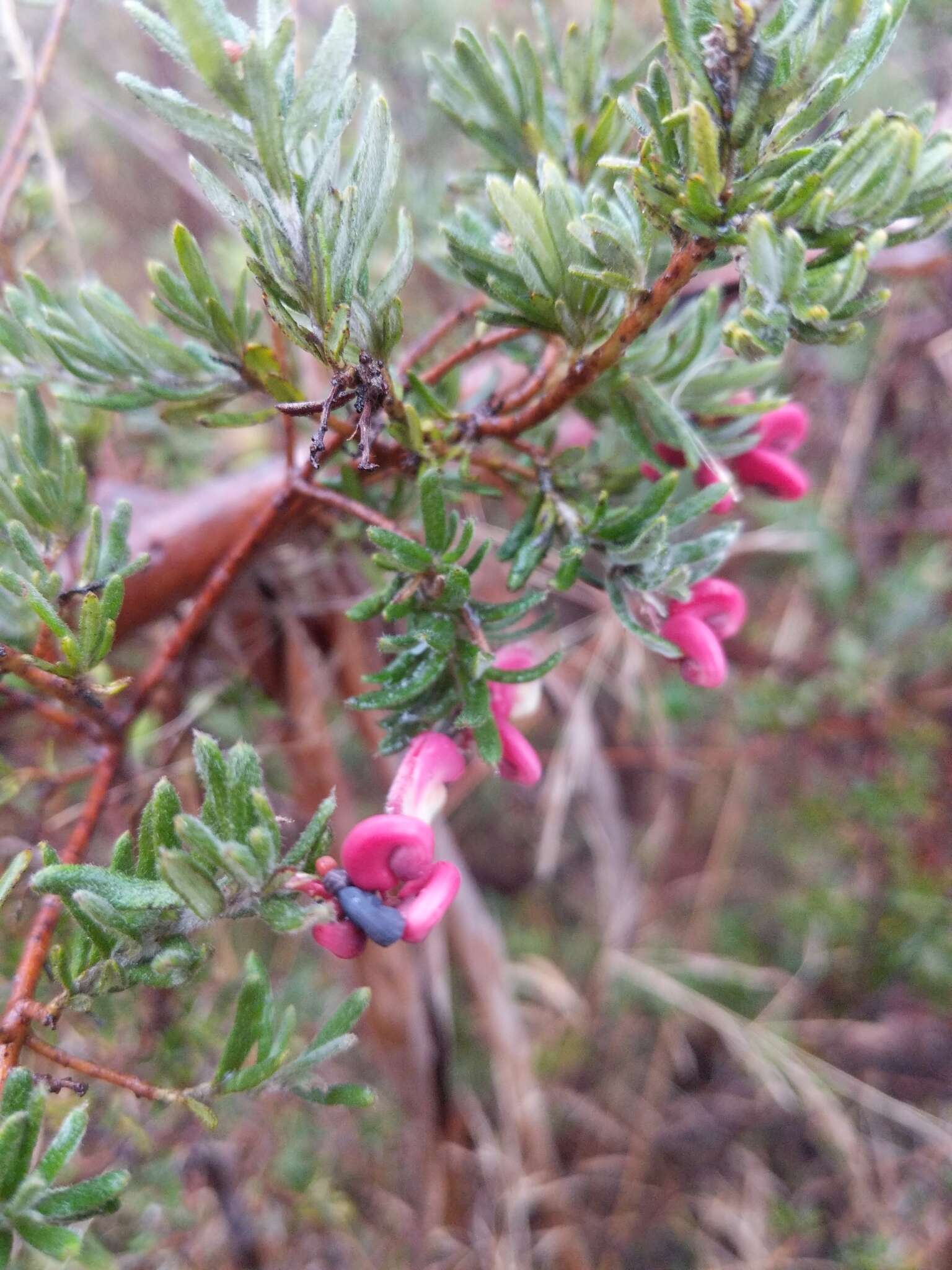 Image of Grevillea lanigera A. Cunn. ex R. Br.