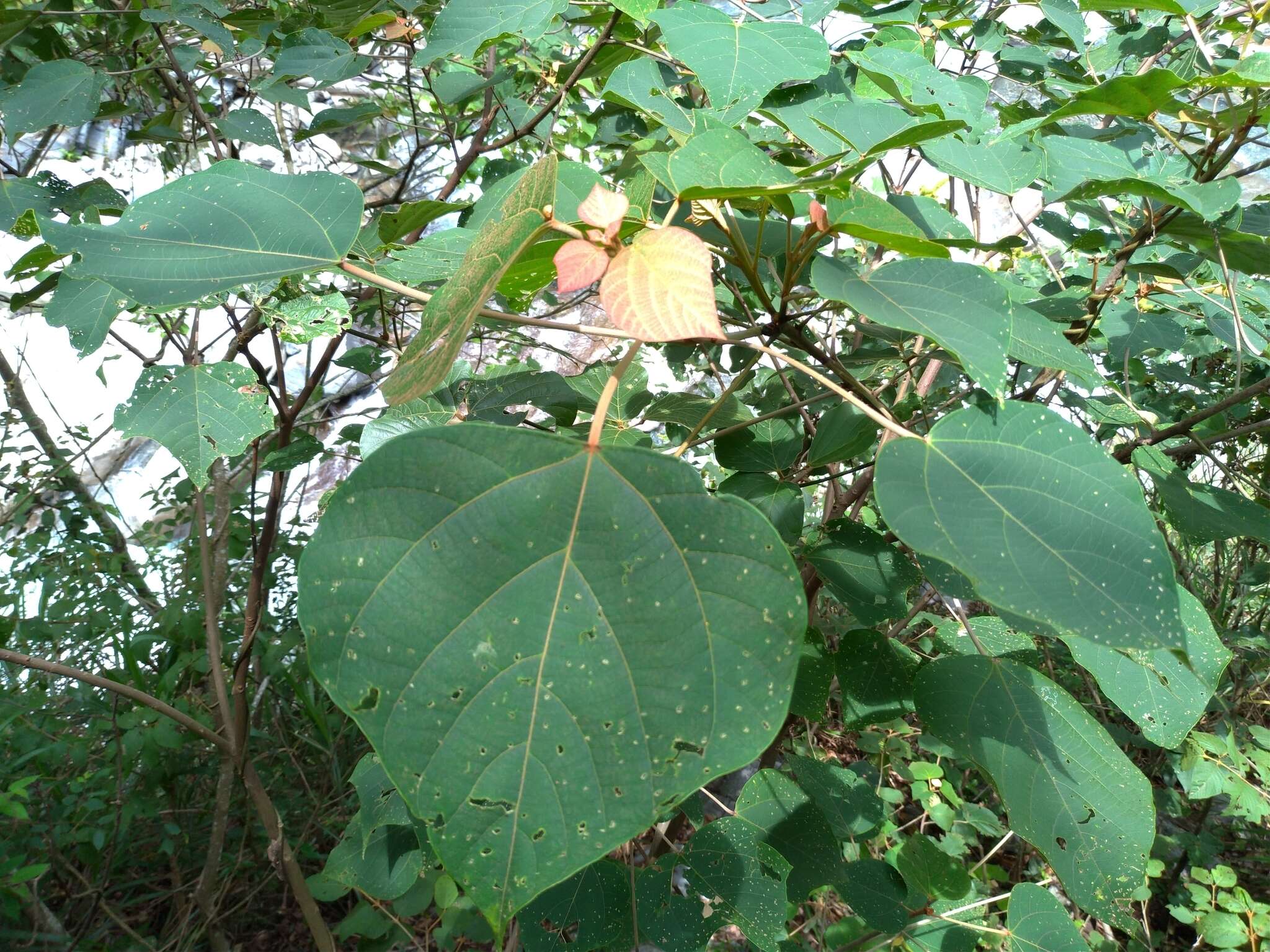 Image of Mallotus japonicus (L. fil.) Müll. Arg.