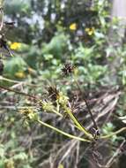 Image of Bidens rubifolia Kunth