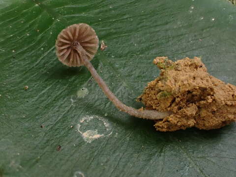 Image of Entoloma dysthaloides Noordel. 1979