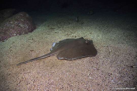 Image of Pearl stingray