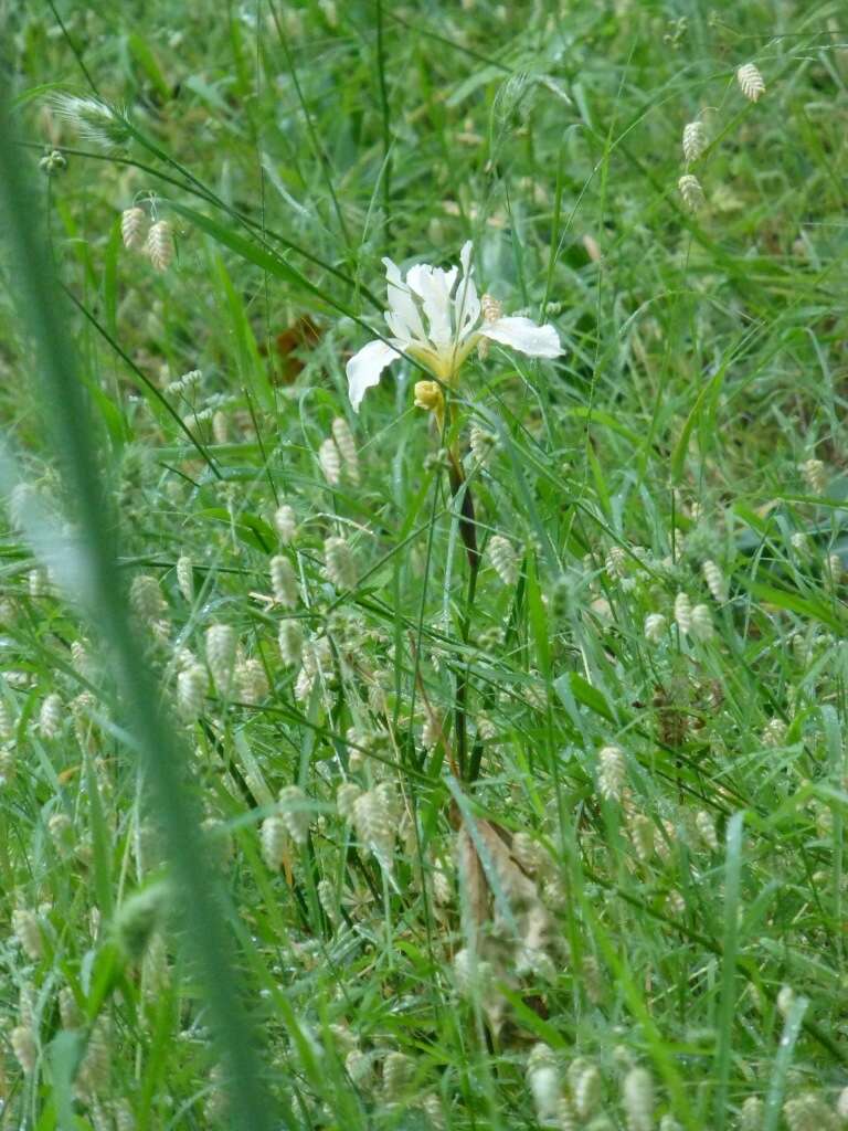 Image of Fernald's iris