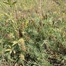 Image of Astragalus laxmannii subsp. laxmannii