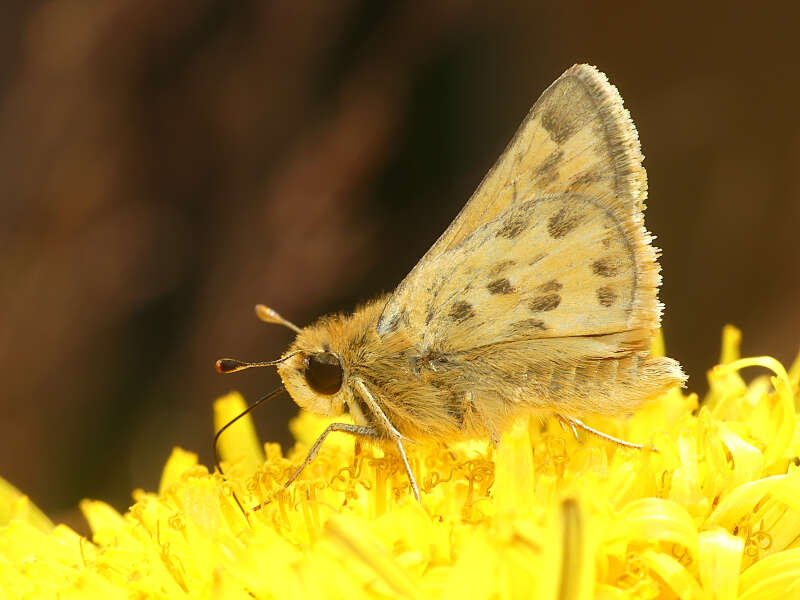 Image of Hylephila signata Blanchard 1852