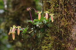 Kalanchoe porphyrocalyx (Bak.) Baill. resmi