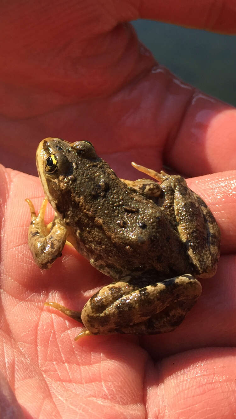 Image of Columbia Spotted Frog