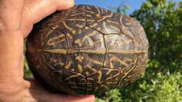 Image of Florida box turtle