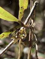 Plancia ëd Plectorrhiza tridentata (Lindl.) Dockrill