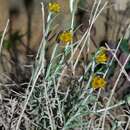 Image de Helichrysum pomelianum Greuter