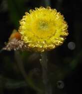 Image of Coronidium gunnianum (Hook.) N. G. Walsh